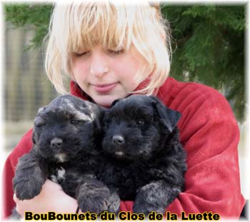 SITE WEB ELEVAGE DU CLOS DE LA LUETTE SPECIALISE POUR LE BOUVIER DES FLANDRES ©